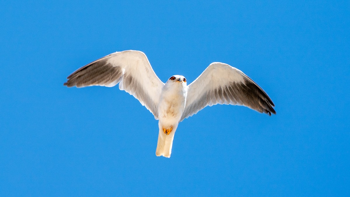 Black-winged Kite - ML632206532