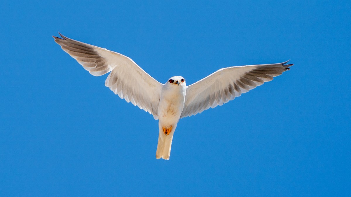 Black-winged Kite - ML632206533