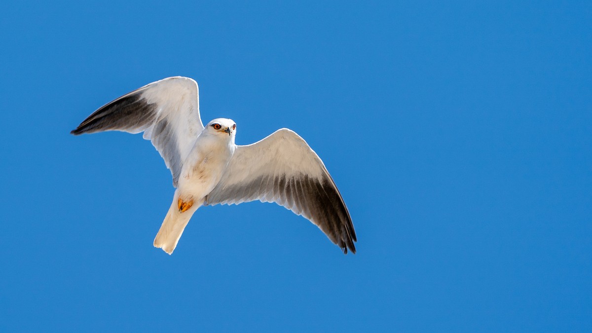 Black-winged Kite - ML632206534