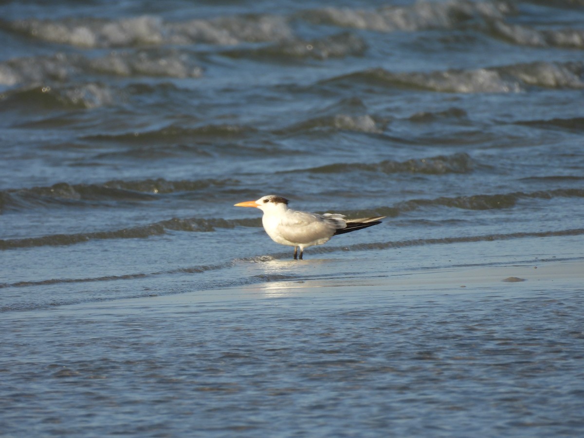 Royal Tern - ML632206859