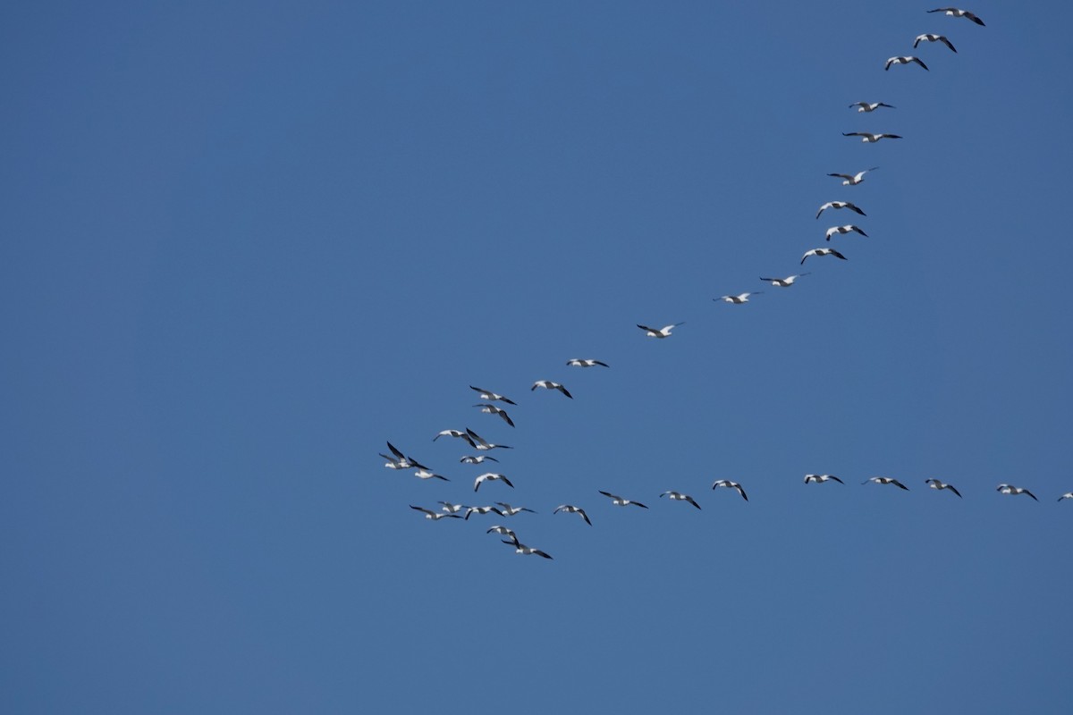 Snow Goose - ML632207077