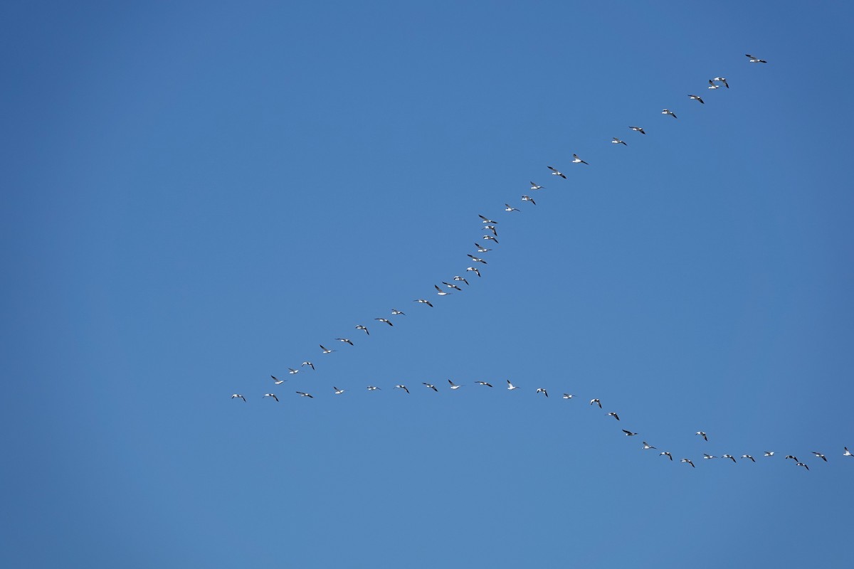 Snow Goose - ML632207078