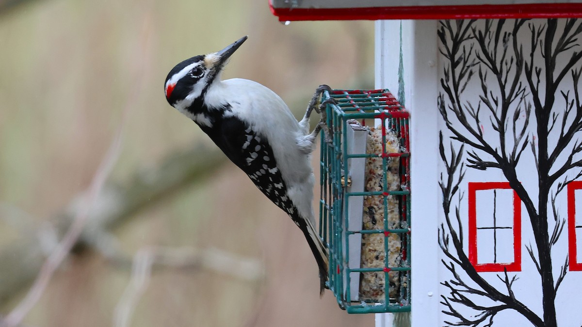 セジロアカゲラ - ML632207096