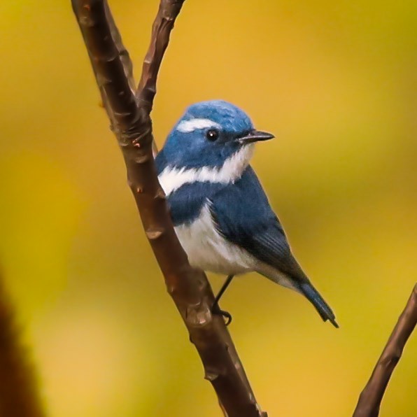 Ultramarine Flycatcher - ML632207322