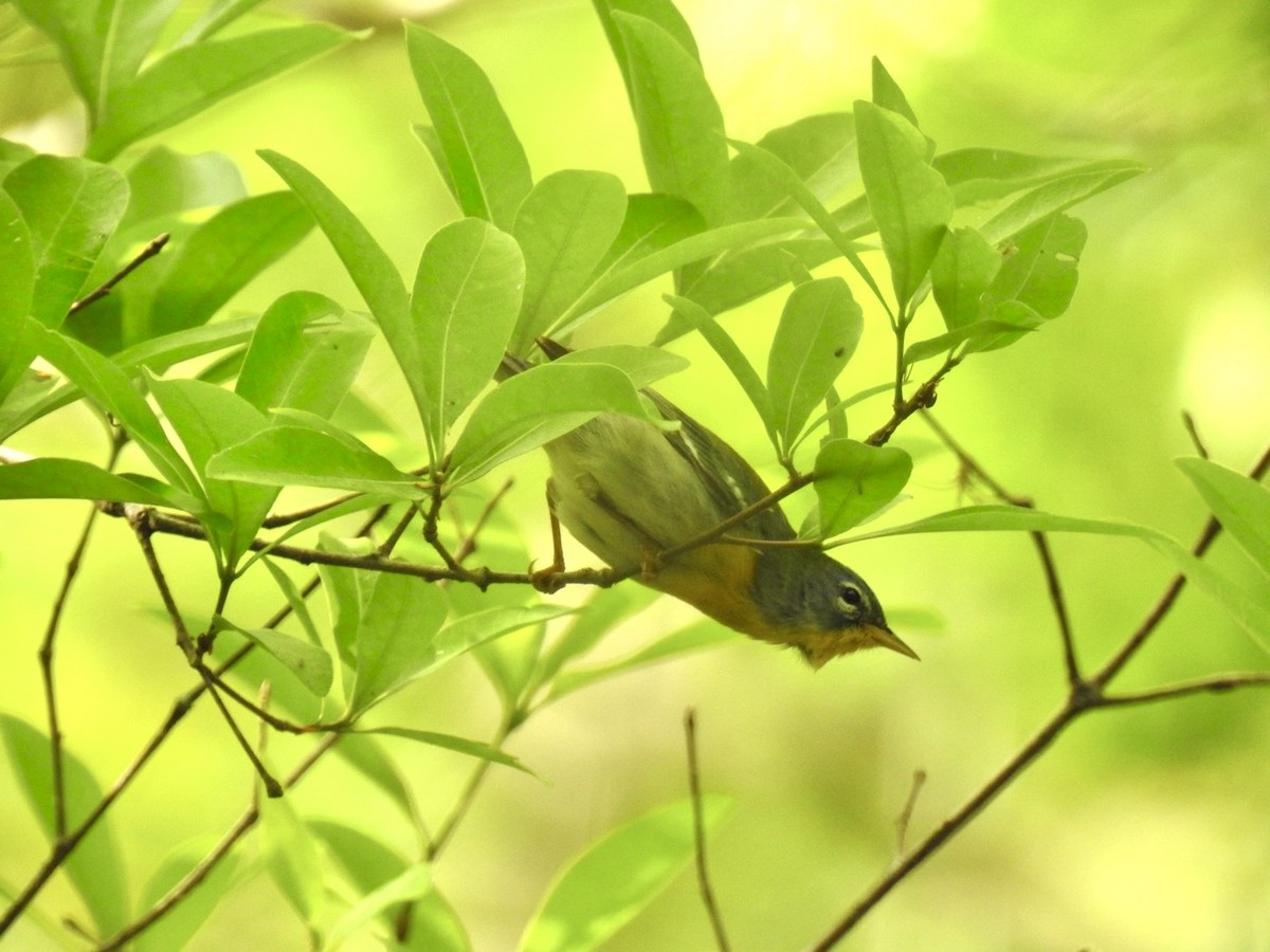 Northern Parula - ML632207605