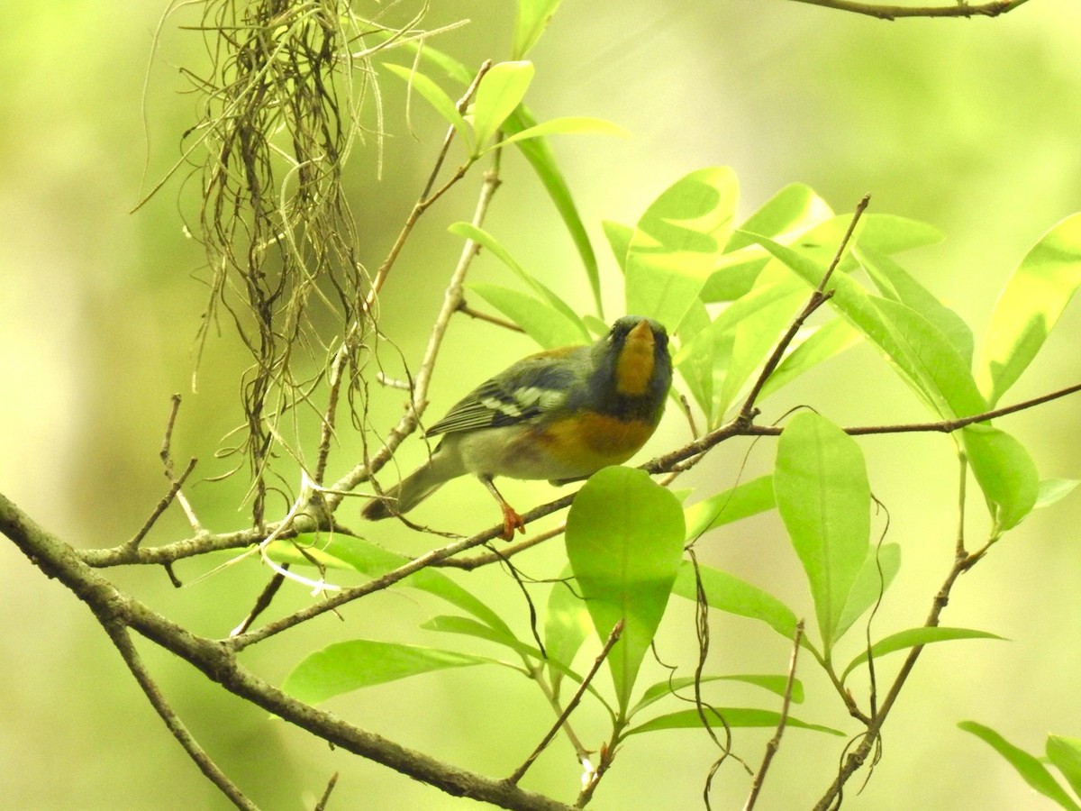 Northern Parula - ML632207606
