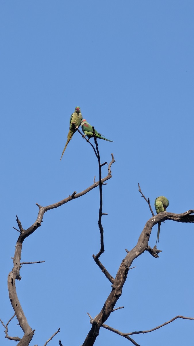 Rose-ringed Parakeet - ML632207673