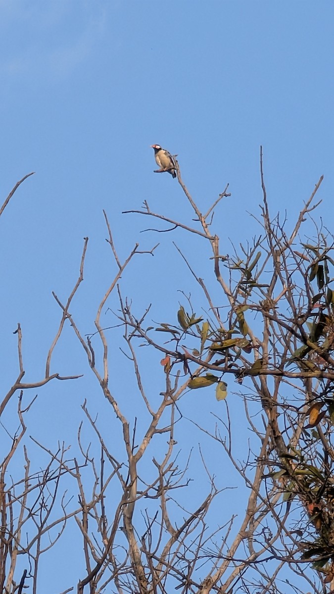 Indian Pied Starling - ML632207687