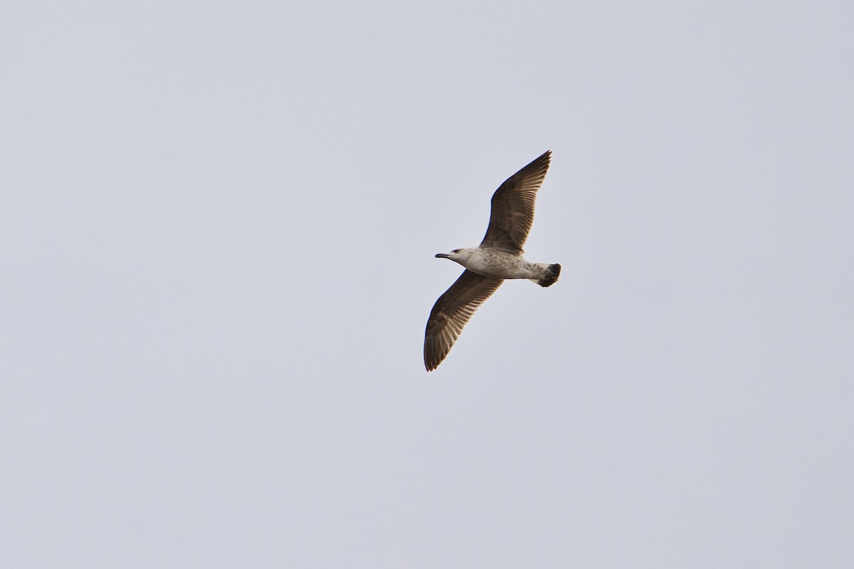 Yellow-legged Gull - ML632207691
