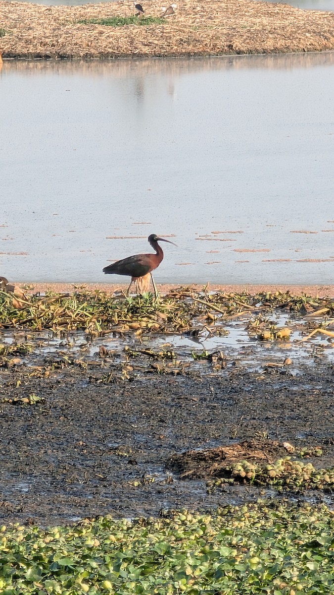 Glossy Ibis - ML632207742