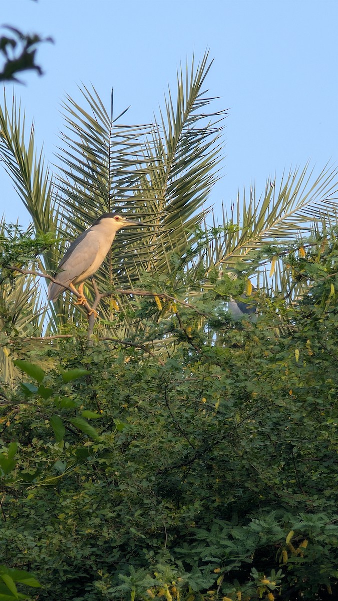 Black-crowned Night Heron - ML632207800