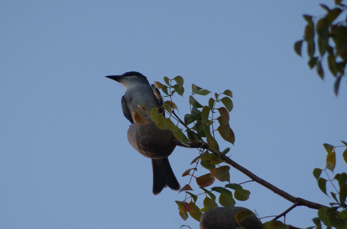 ml632207925-gray-kingbird-macaulay-library