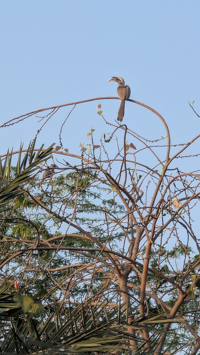 Indian Gray Hornbill - ML632208015