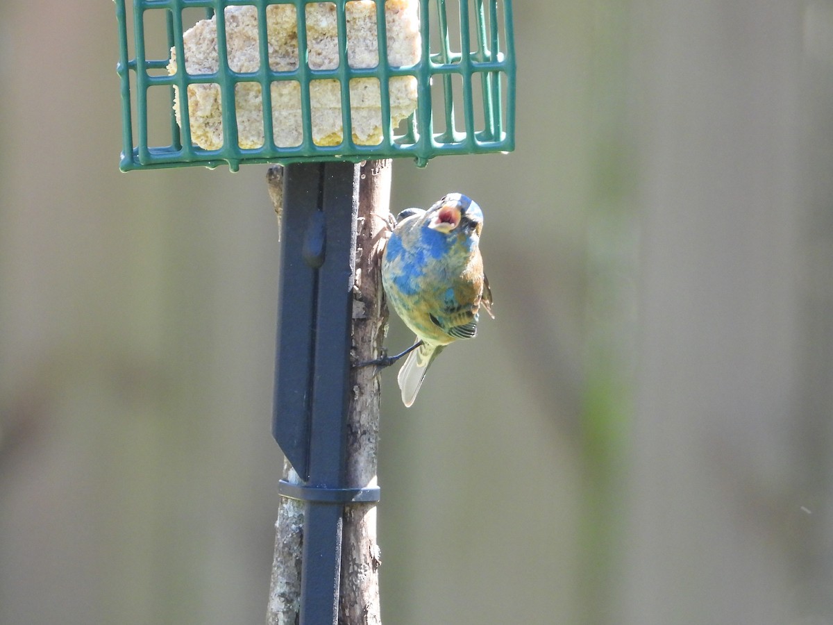 Indigo Bunting - ML632208066