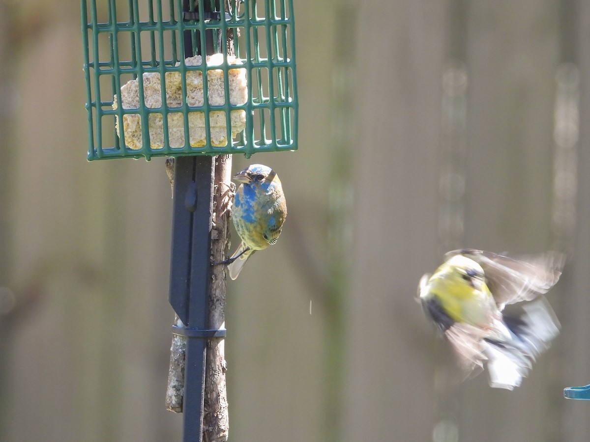 Indigo Bunting - ML632208067