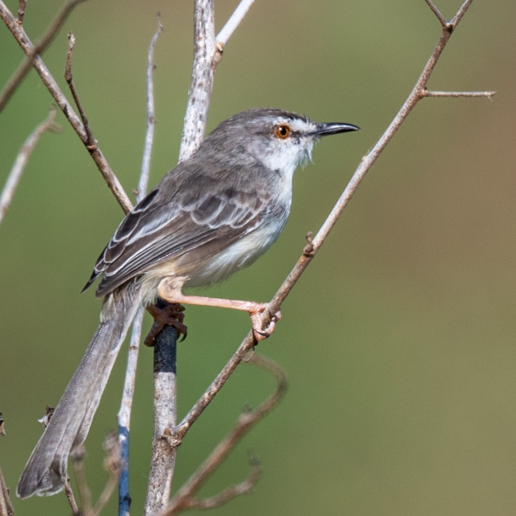 Pale Prinia - ML632208367