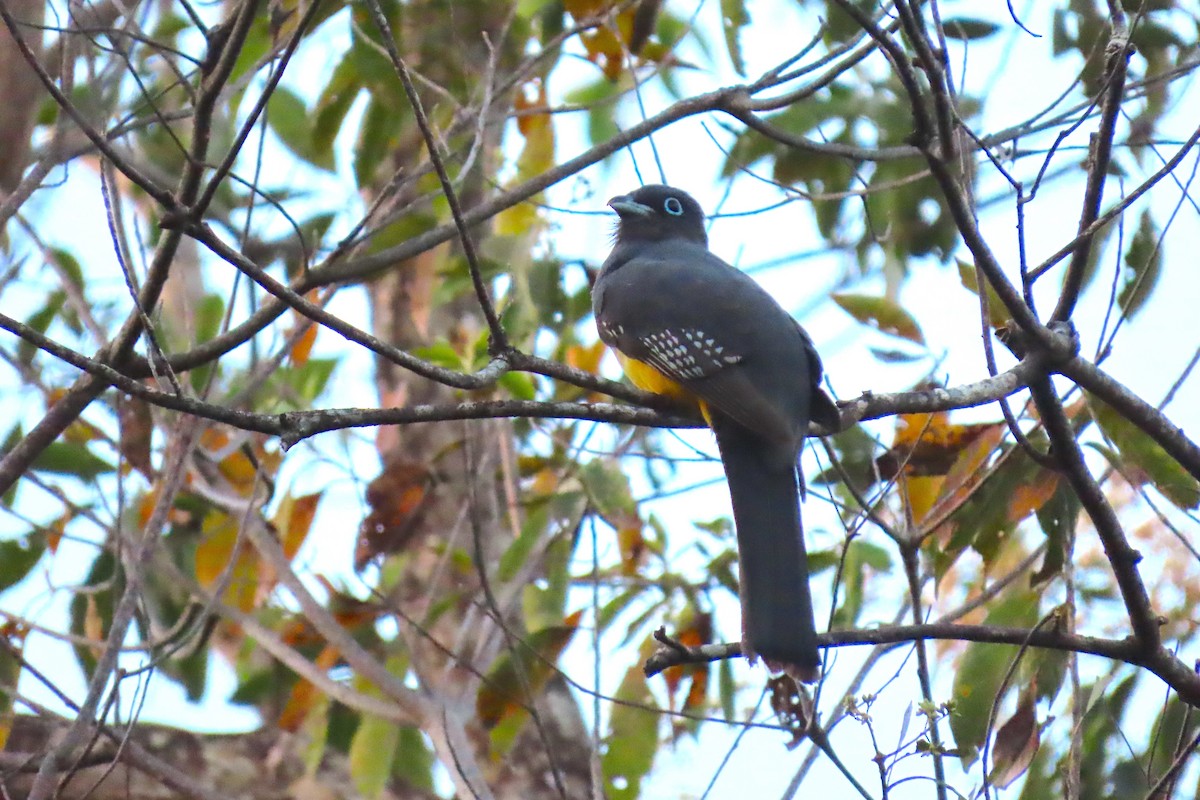 Black-headed Trogon - ML632208451