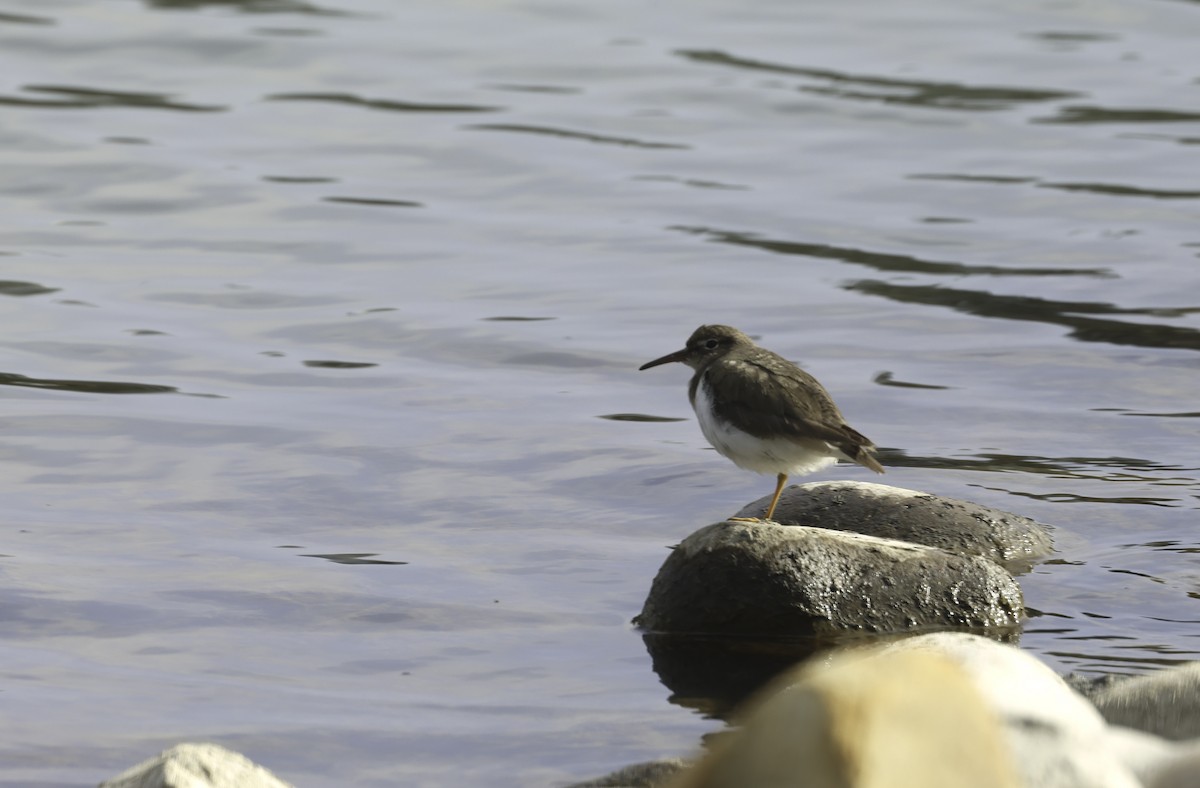 ביצנית נקודה - ML632208920