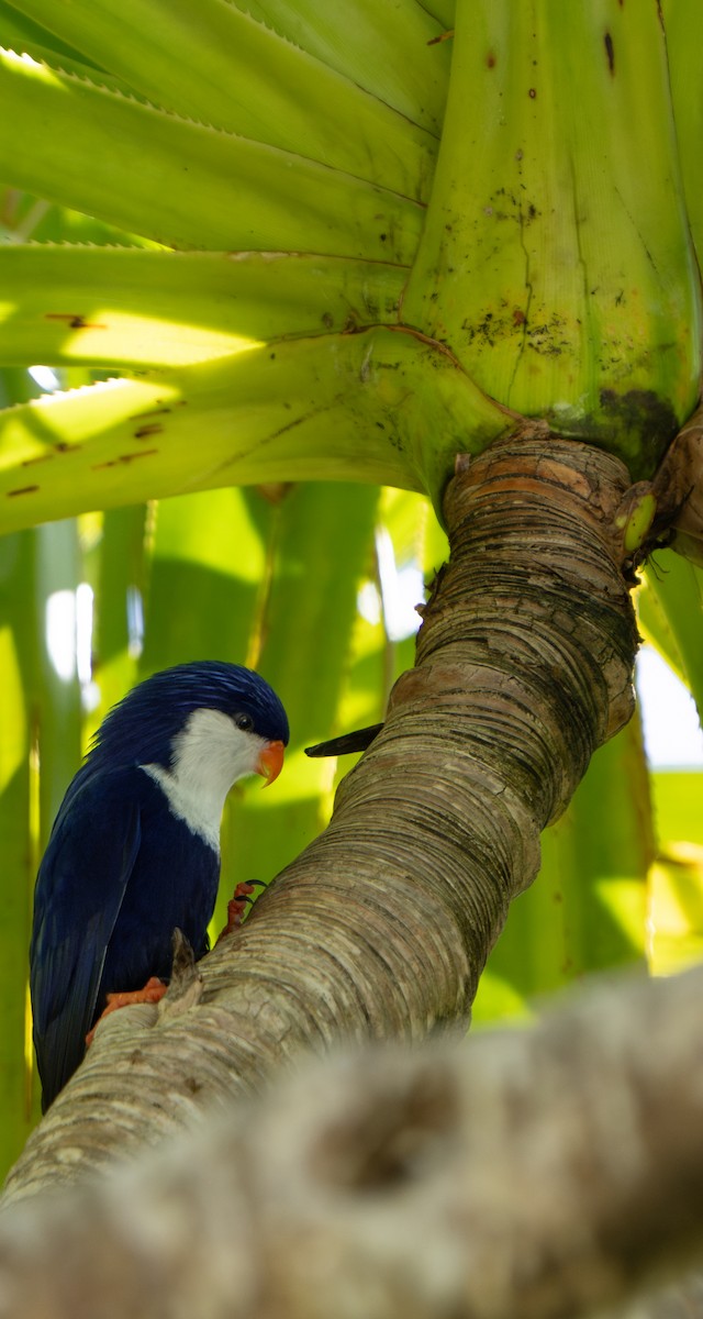 Blue Lorikeet - ML632209084