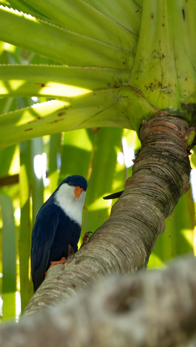 Blue Lorikeet - ML632209085
