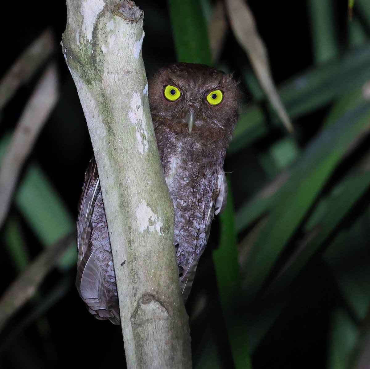 Choco Screech-Owl - ML632209111
