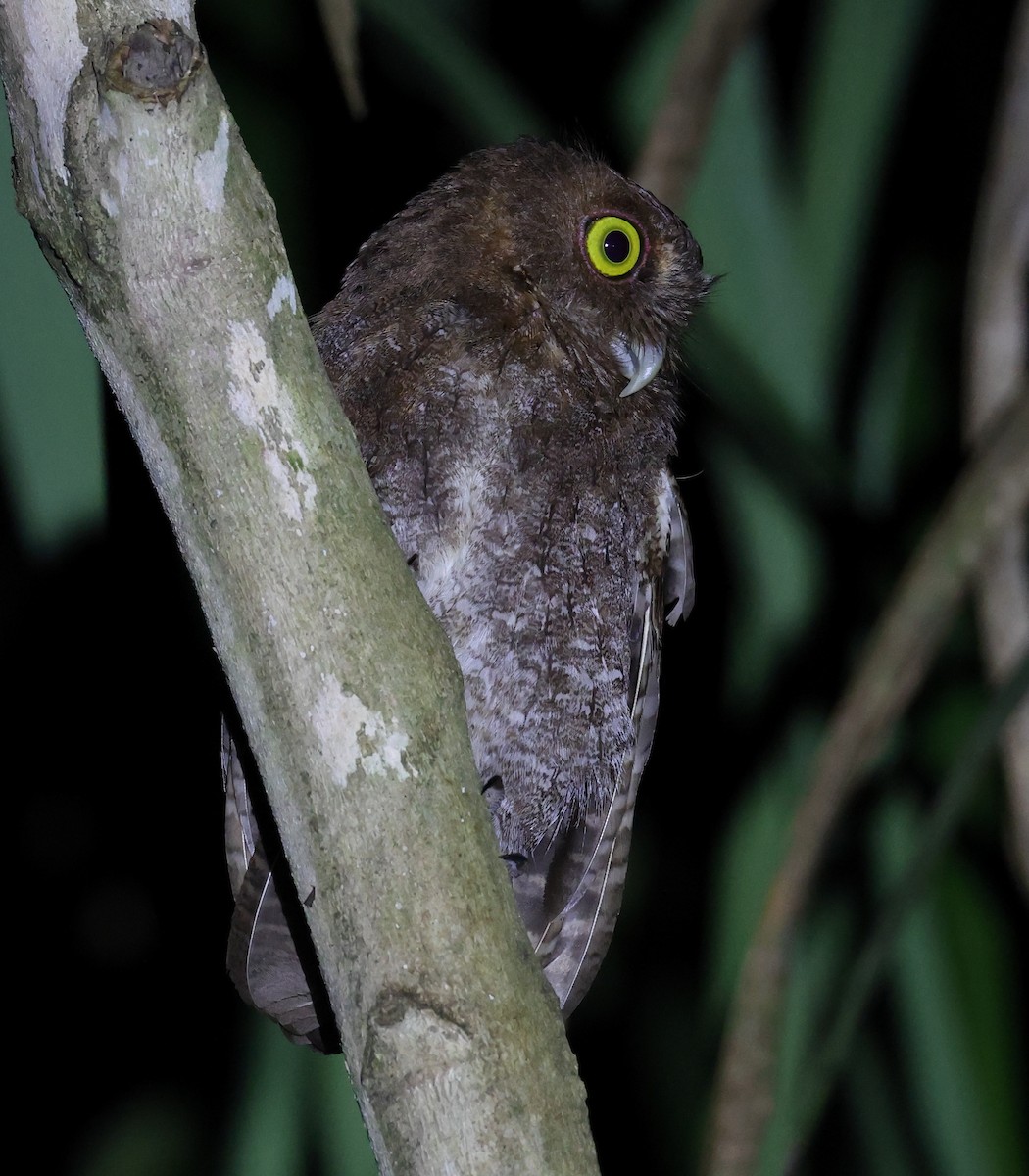 Choco Screech-Owl - ML632209112