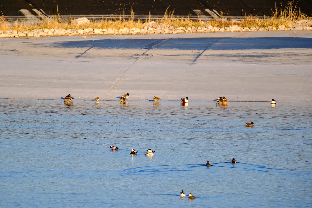 Ногоохон нугас - ML632209394