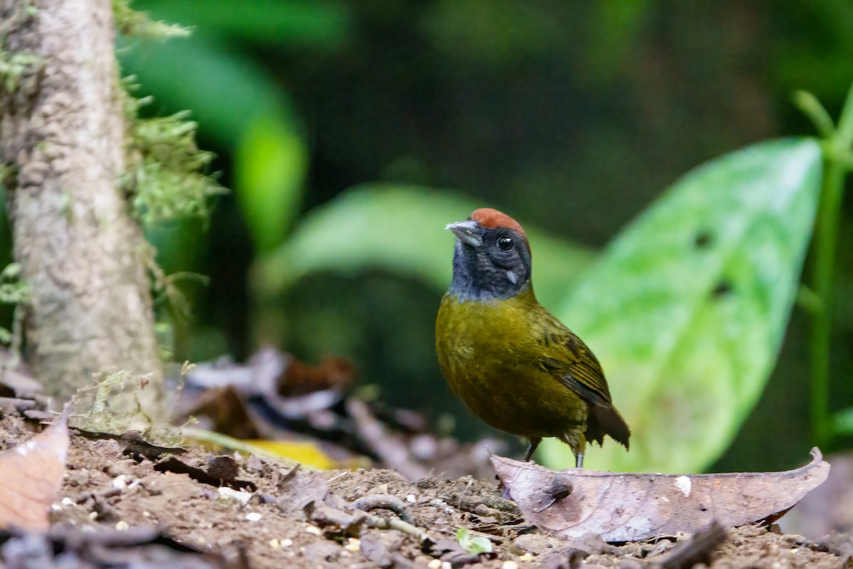 Olive Finch - ML632209562