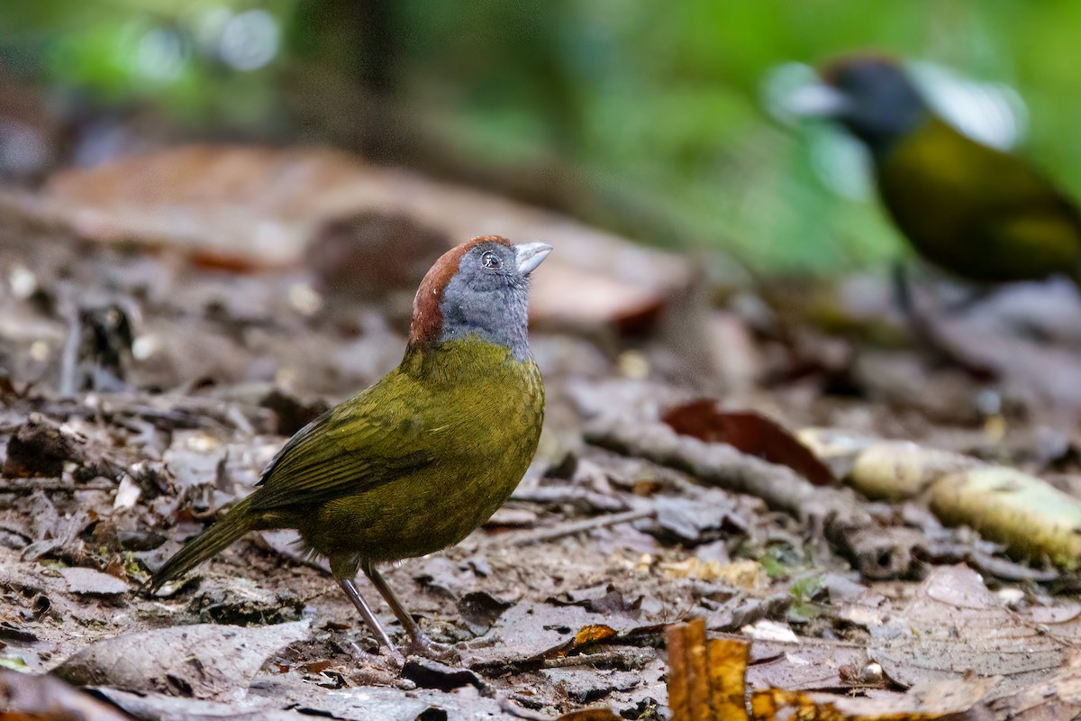 Olive Finch - ML632209563