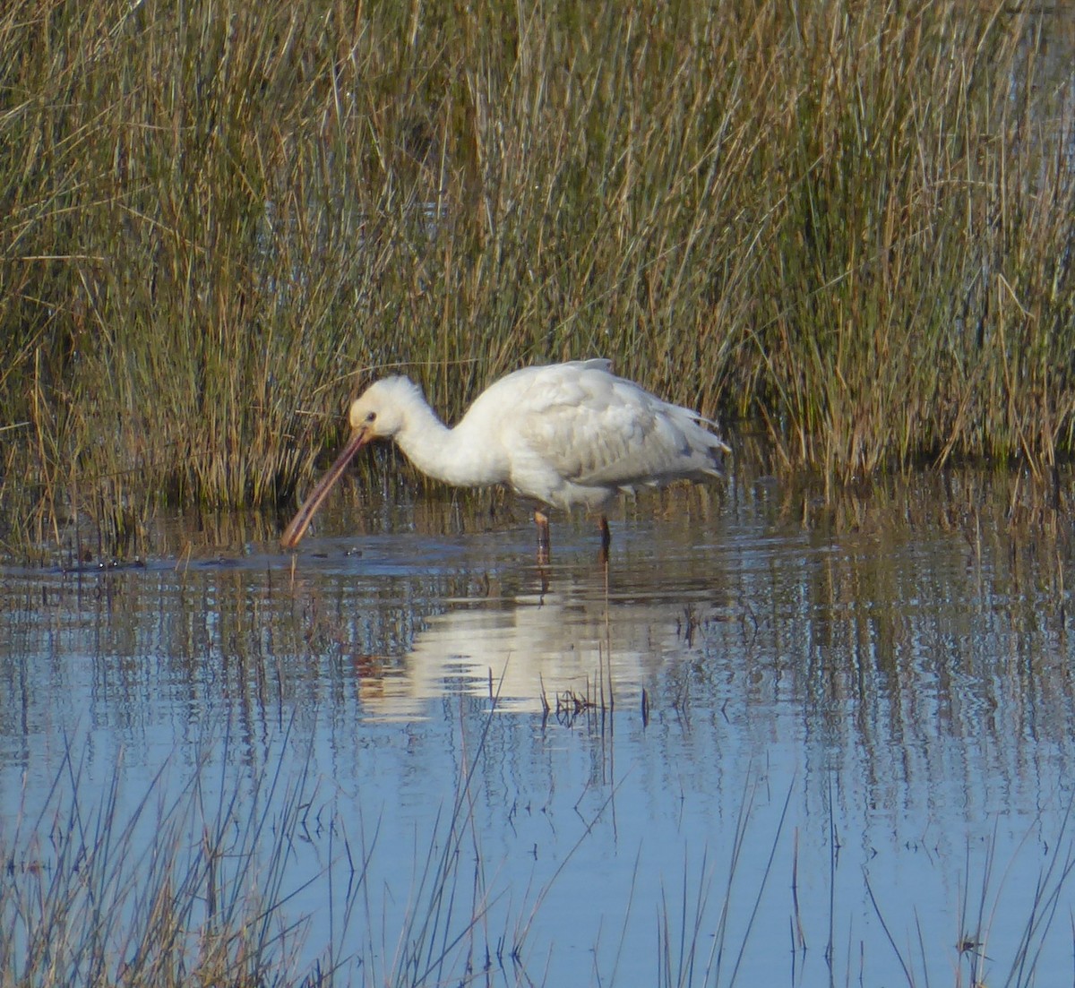 skjestork - ML632209564