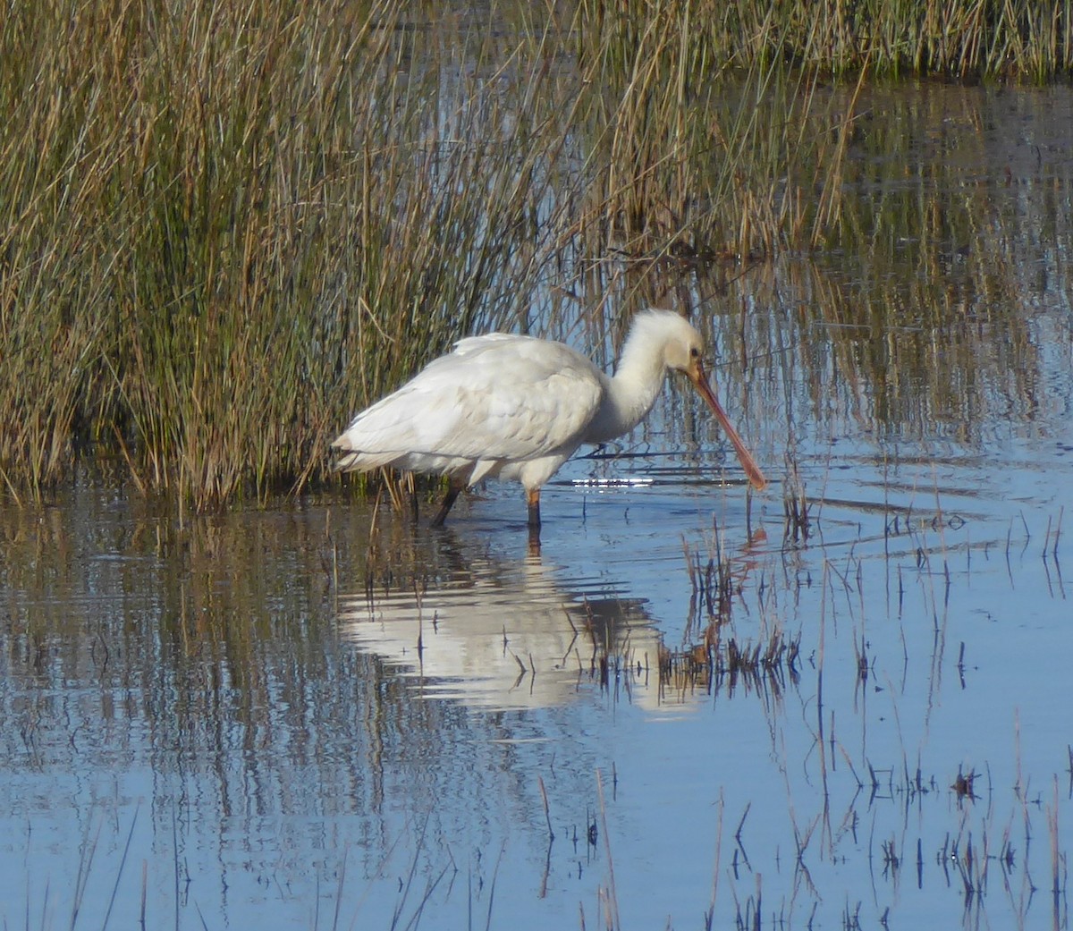 skjestork - ML632209565