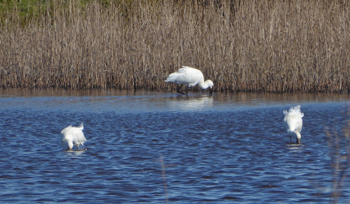 skjestork - ML632209566