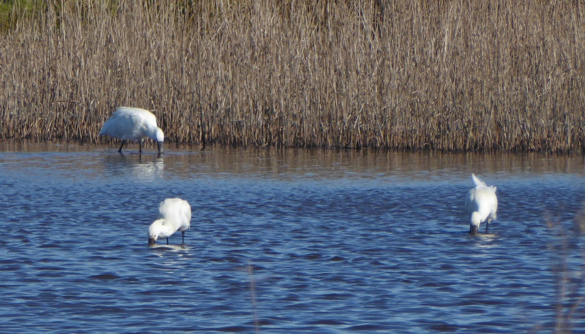 skjestork - ML632209567