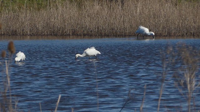 skjestork - ML632209571