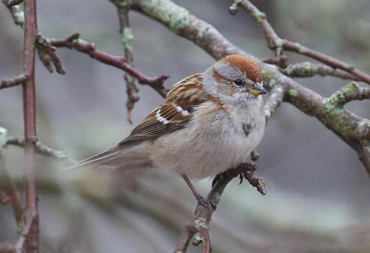 ムナフヒメドリ - ML632209764