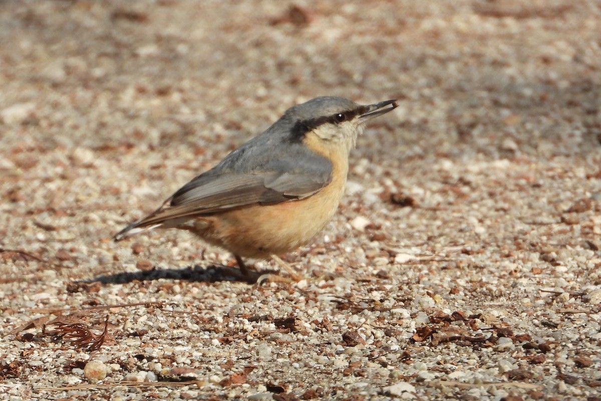 Eurasian Nuthatch - ML632209771