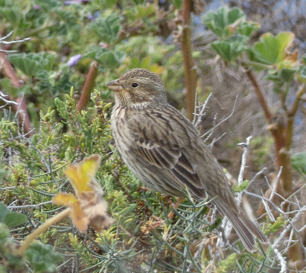 Corn Bunting - ML632209806