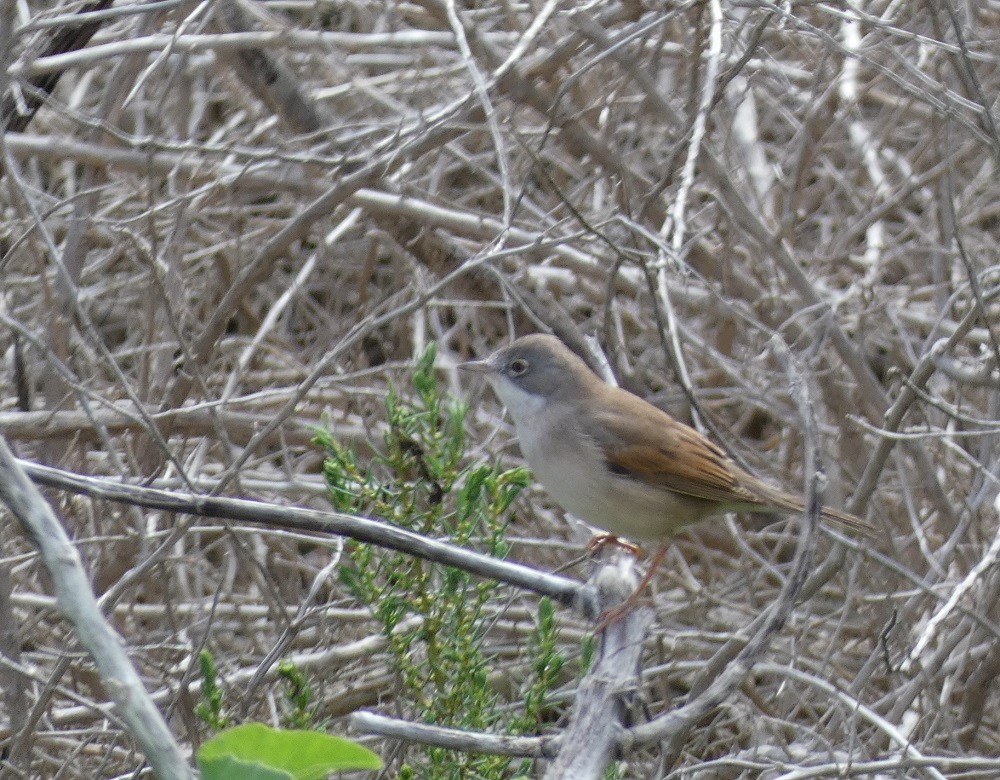 Greater Whitethroat - ML632209850