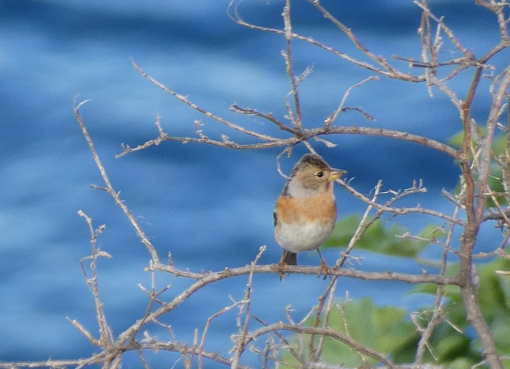 Brambling - ML632209856