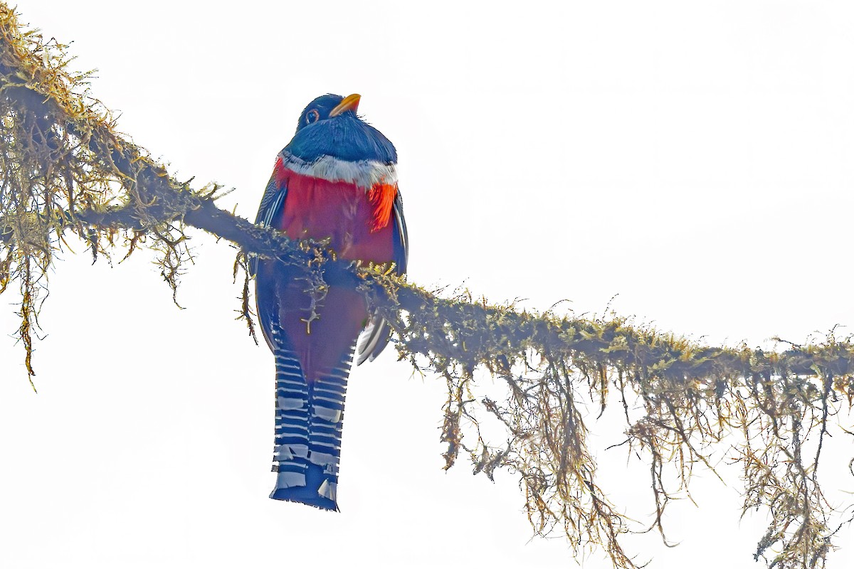 Collared Trogon - ML632209972