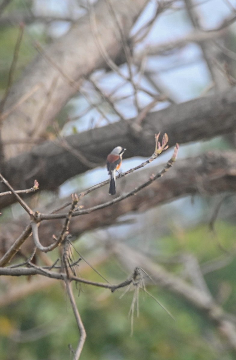 Bay-backed Shrike - ML632210086