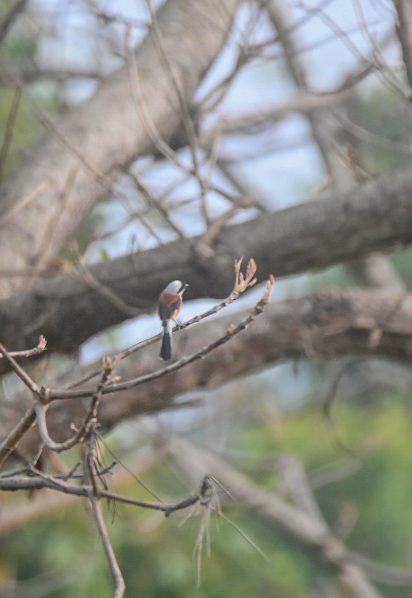 Bay-backed Shrike - ML632210087