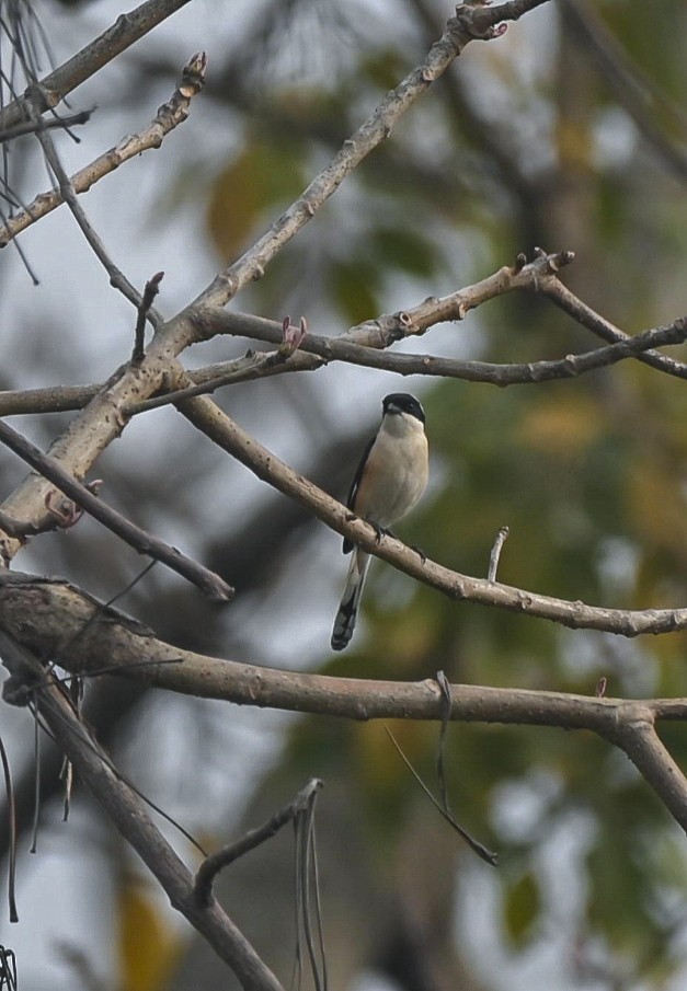 Bay-backed Shrike - ML632210088