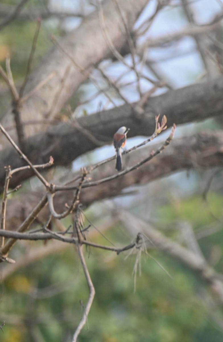 Bay-backed Shrike - ML632210089