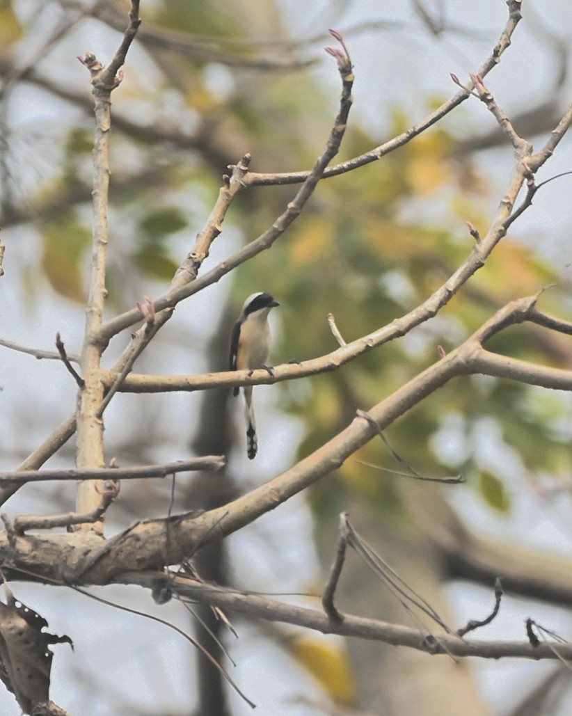 Bay-backed Shrike - ML632210090