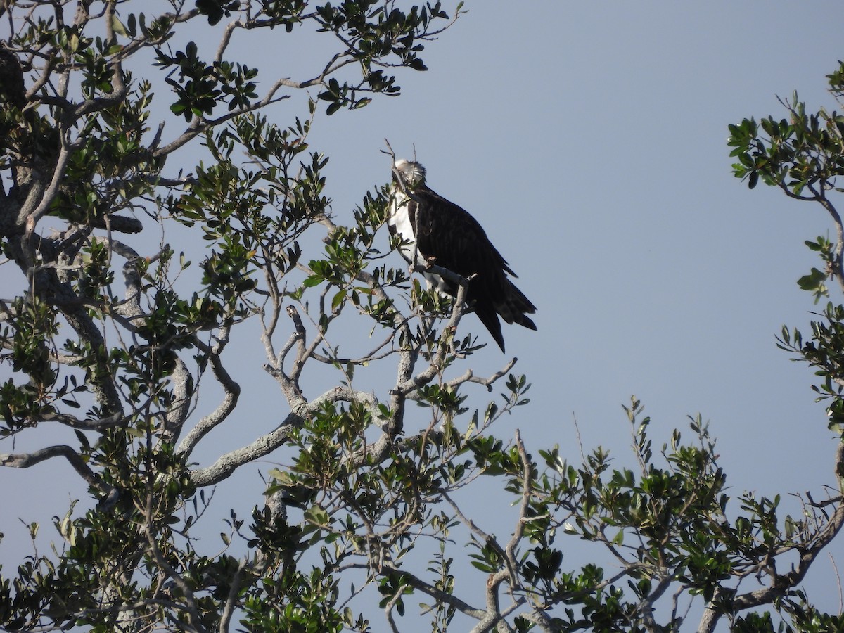 Balık Kartalı (carolinensis) - ML632210096
