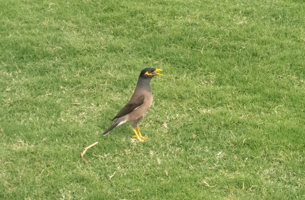 Common Myna - ML632210122