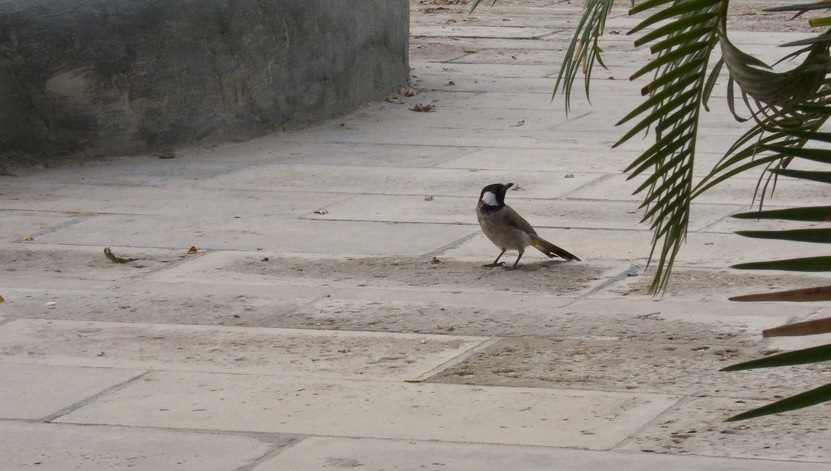 White-eared Bulbul - ML632210130