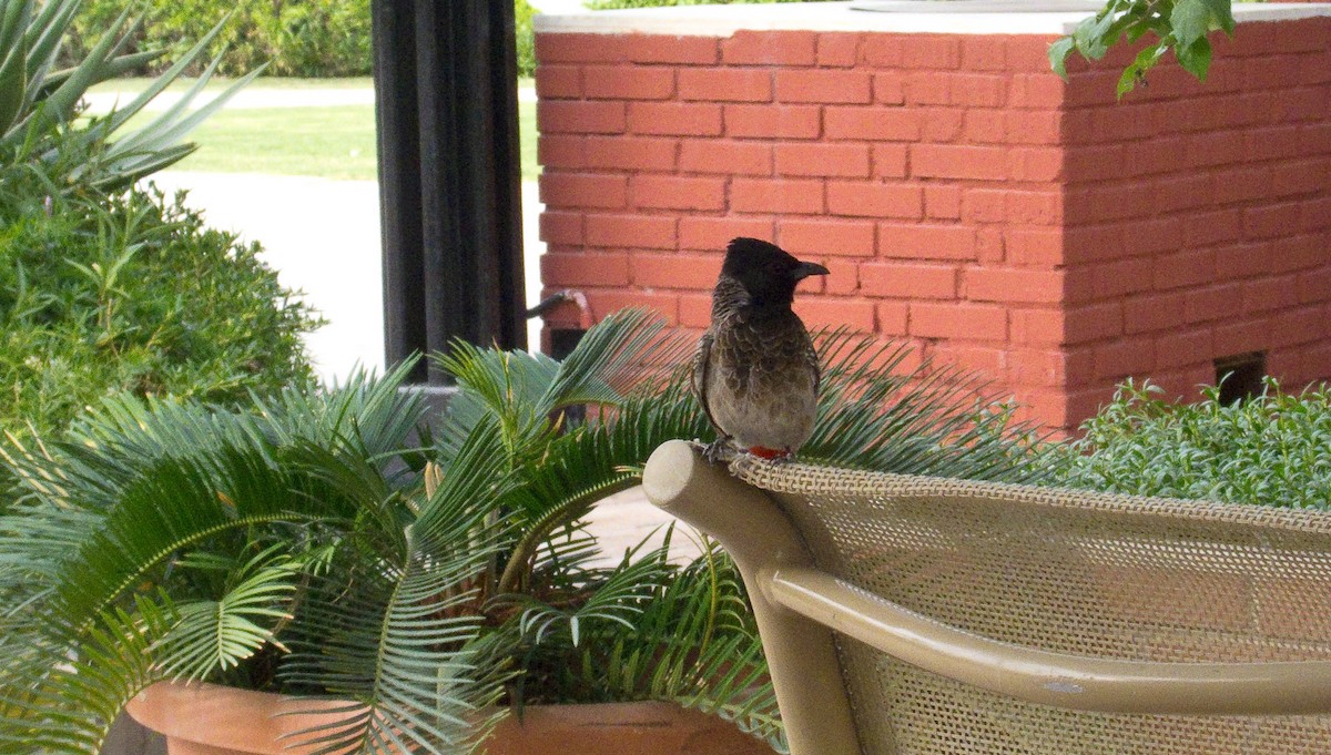 Red-vented Bulbul - ML632210138