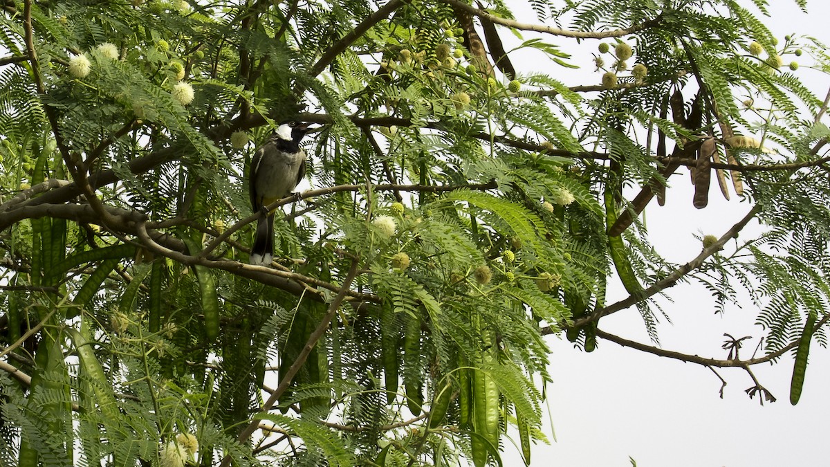 White-eared Bulbul - ML632210170